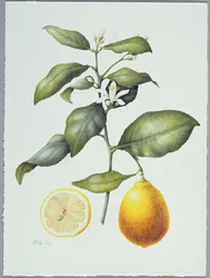 Citrus Limon
